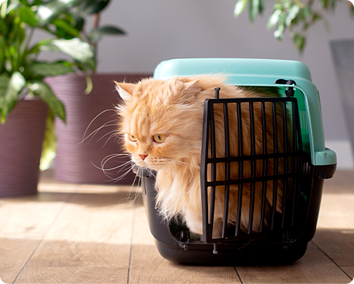 Ningbo Jia Chong International Trade Co., Ltd.