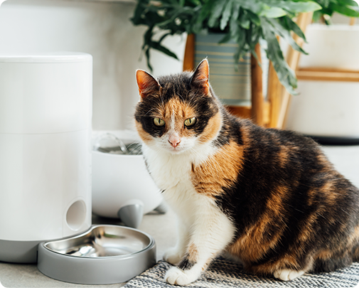 Ningbo Jia Chong International Trade Co., Ltd.