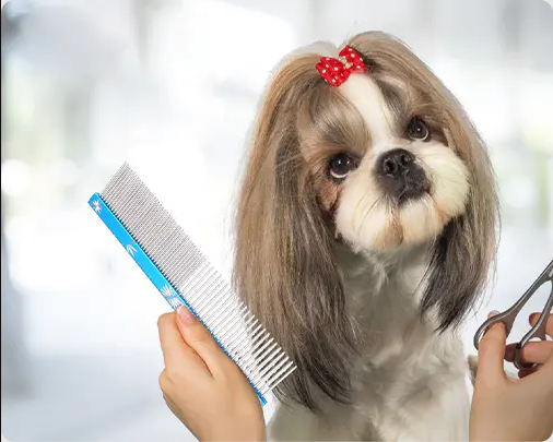 Eco Friendly Pet Products: A Practical Guide to Sustainable Sourcing for Buyers
